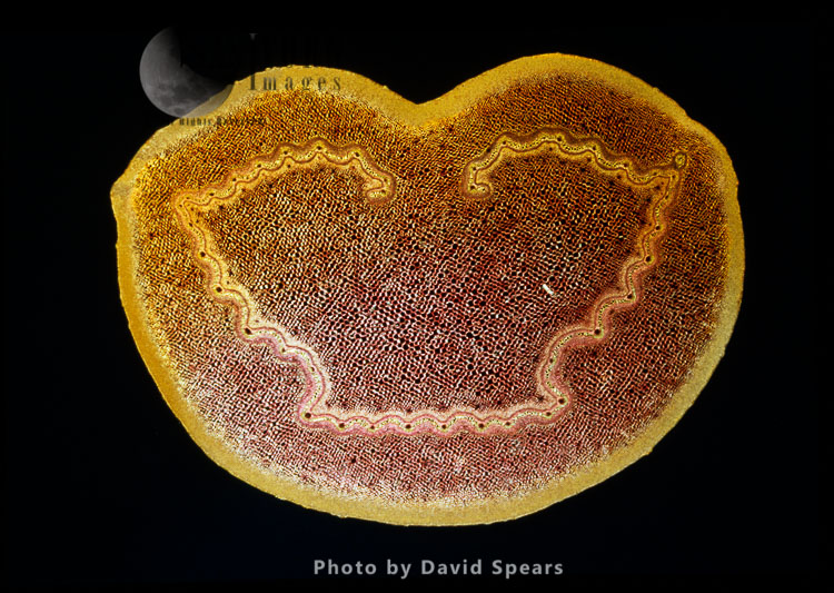 Light Micrograph (LM): A transverse section of a stem of a Tree Fern (Dicksonia antractica)