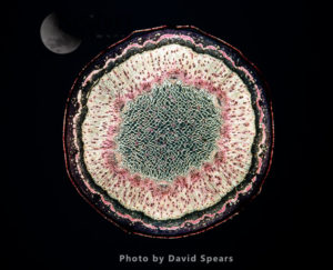 Light Micrograph (LM): Transverse section of a stem of Sycamore (Acer pseudoplatanus)