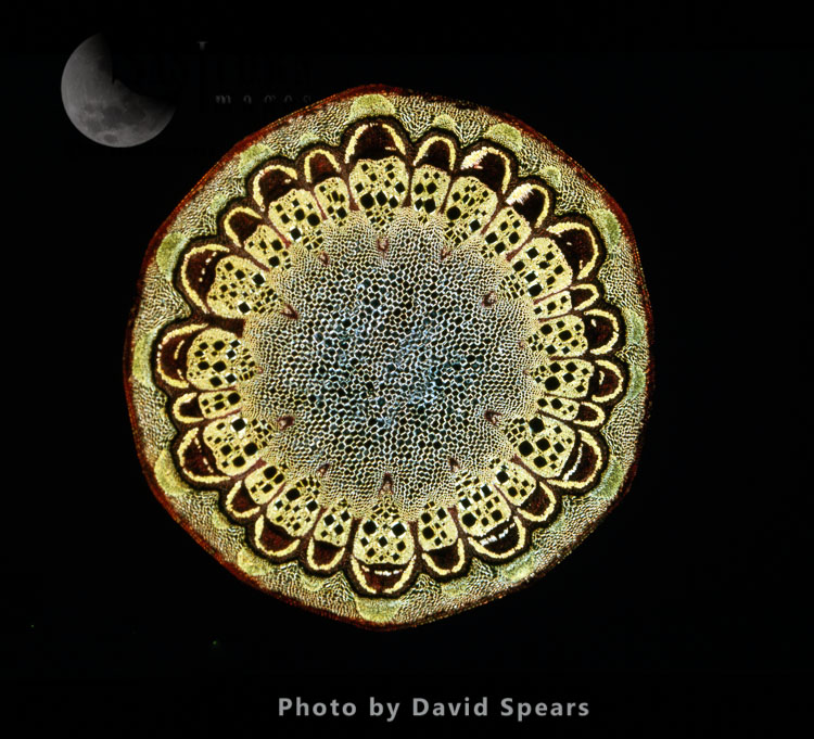 Light Micrograph (LM): A transverse section of a stem of Fragrant Virgin's Bower (Clematis flammula) stem