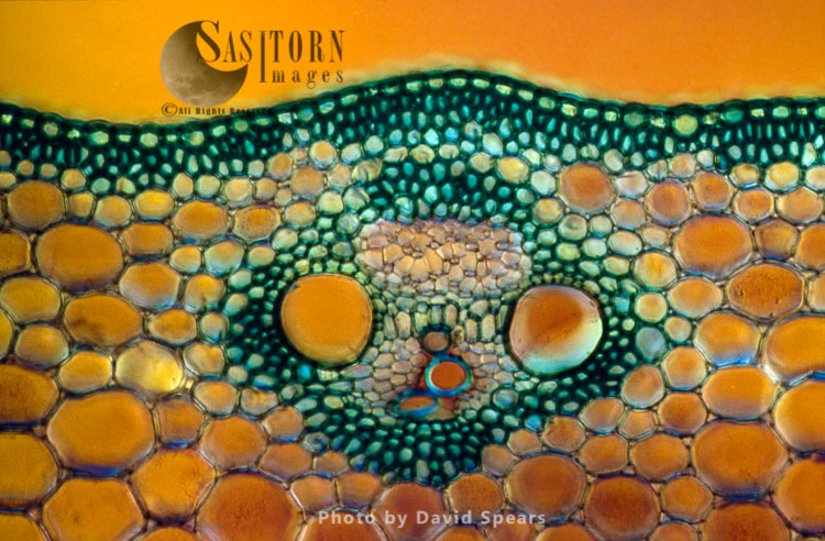 Light Micrograph (LM): A transverse section of a Maize stem (Zea sp.) showing vascular bundle, cortex and epidermis
