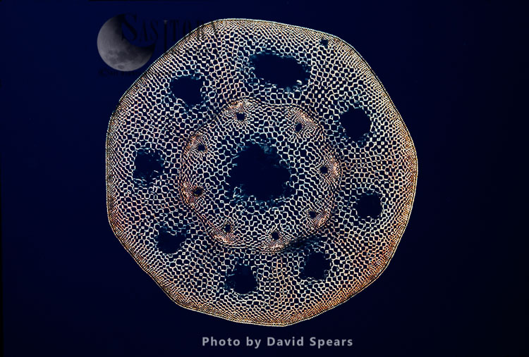 Light Micrograph (LM): A transverse section of a stem of a Horsetail Fern (Equisetum sp.)