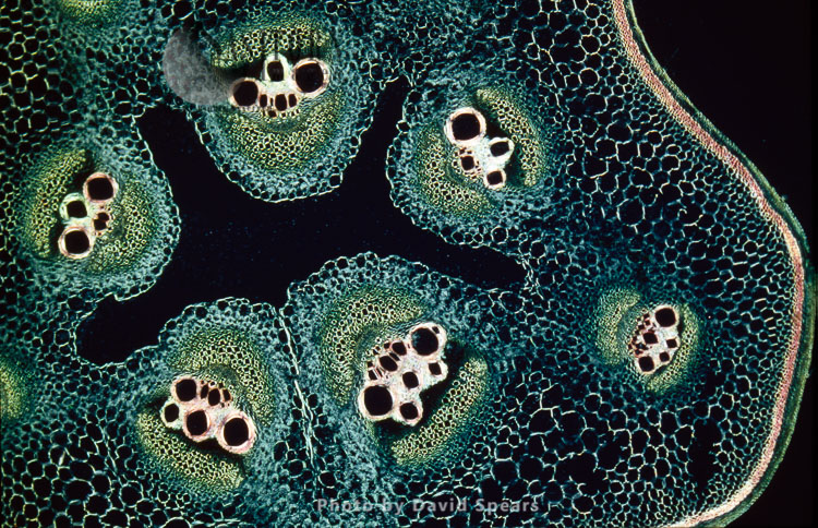 Light Micrograph (LM): A transverse section of a stem of a Marrow (Cucurbita sp.)
