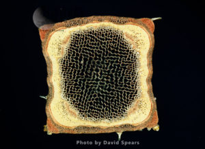 Light Micrograph (LM): A transverse section of a stem of a Hedge Woundwort plant (Stachys sylvatica)