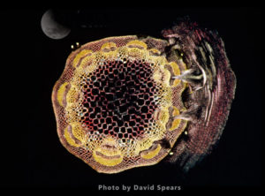 Light Micrograph (LM): A transverse section of a stem of Clover (Trifolium sp.) with an unidentified parasite attached.
