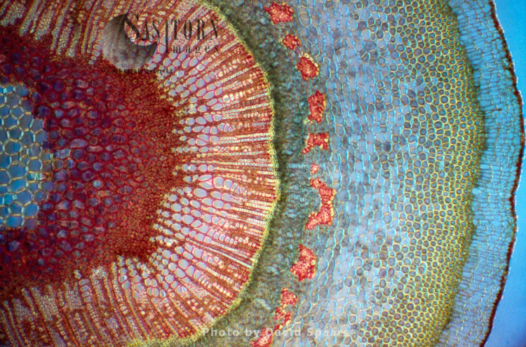 Light Micrograph (LM): A Tranverse section of a stem of a Common or European Ash tree (Fraxinus excelsior)