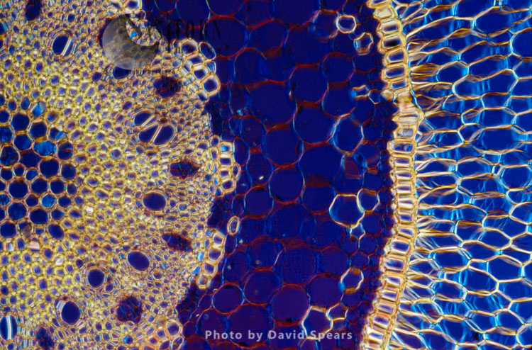 Light Micrograph (LM): A transverse section of an aerial root of Orchid (Dendrobium sp.)