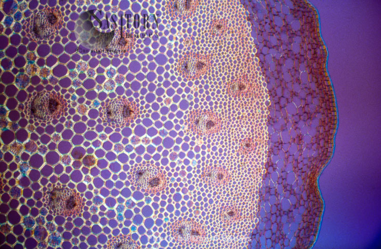 Light Micrograph (LM): A transverse section of a stem of a Butcher's broom (Ruscus aculeatus)