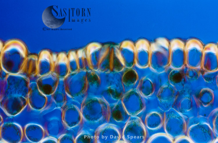 Light Micrograph (LM): A transverse section of a stem of Whisk Fern (Psilotum nudum)