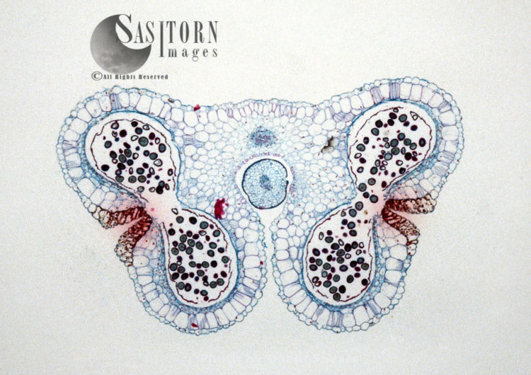 Light Micrograph (LM): Transverse section of Lilium Anthers with Mature Pollen