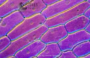 Light Micrograph (LM): Onion skin cells