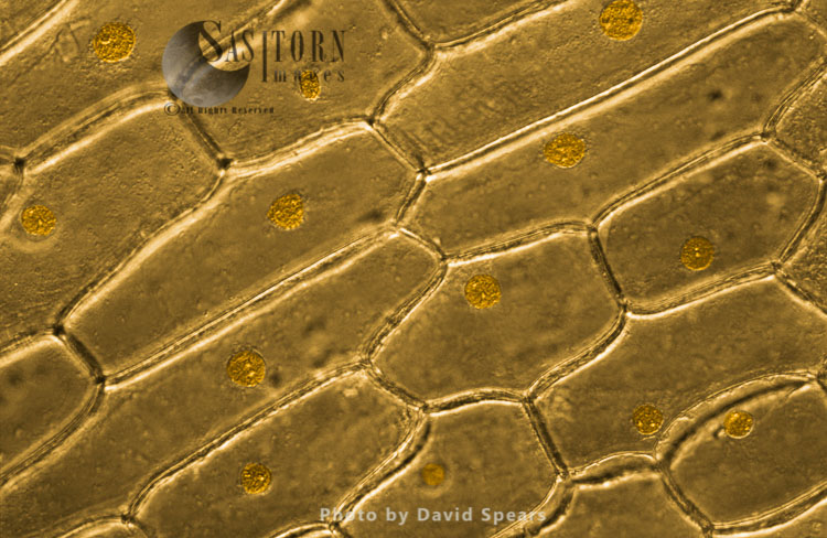 Light Micrograph (LM): Onion skin cells