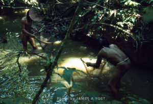 Waorani Indians: After poisoning a stream with barbasco, women use dip nets to collect the stupefied fish, Gabado, 1975, Ecuador