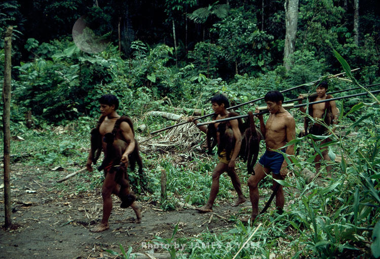 Waorani Indians: Moving into new territory always produces more successful hunts, Kedemeneno, 1980, Ecuador
