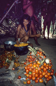 Waorani Indians: During chonta palm season an abundance of food means one aemae fiesta after another, Gabado, 1975, Ecuador
