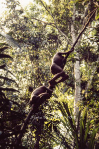 Waorani Indians: Harvesting food from the rainforest often requires precarious ascents into the canopy, Tewaeno, 1975, Ecuador