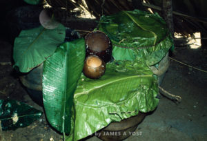 Waorani Indians: Chonta mash sets covered with leaves in pottery to ferment overnight for the aemae, Gabado, 1975, Ecuador