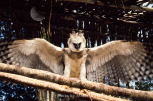 Waorani Indians, Bird Pet, near Rio Cononaco, Ecuador, 1973