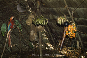 Waorani Indians: Platanos and chonta palm (g. Gasipaes) are principal food sources Jan - Mar, Tewaeno, 1973, Ecuador