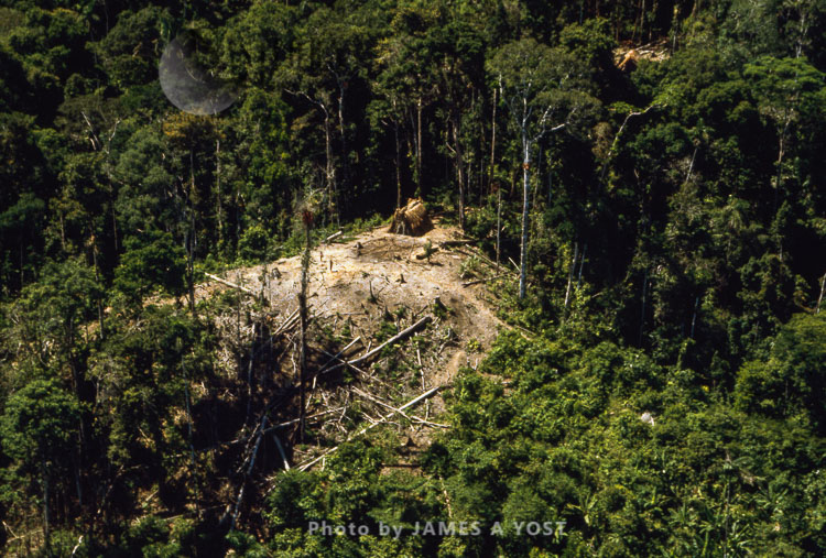 Aerial view of Waorani Indians settlement in the rainforest, near Rio Cononaco, Ecuador, 1973