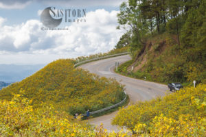 Mexican Sunflowers set to brighten the hills of Doi Mae U Kho , Mae Hong Son, Northern Thailand.
