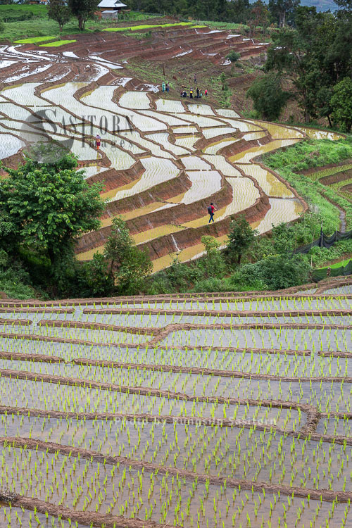 Terraced Rice Fields, Baan Pa Bong Piang, Chiang Mai, Thailand.
