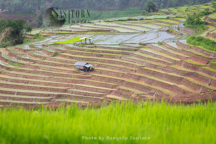 Terraced Rice Fields, Baan Pa Bong Piang, Chiang Mai, Thailand.