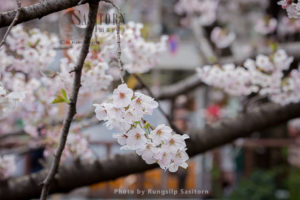 The Meguro River cherry blossoms are the most famous area in Tokyo, near Shibuya.