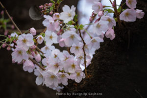 The Meguro River cherry blossoms are the most famous area in Tokyo, near Shibuya.