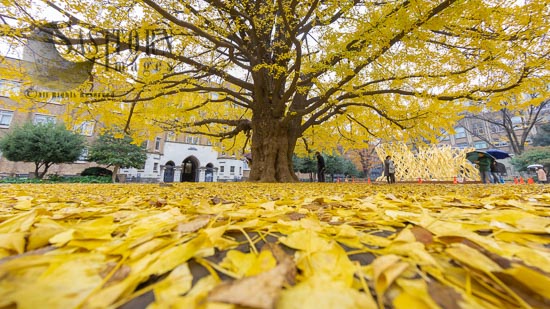Beautiful yellow Ginkgo tree at University of Tokyo in autumn.