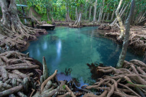Pom Klong Song Nam, a beautiful forest stream in Krabi province, Thailand.
