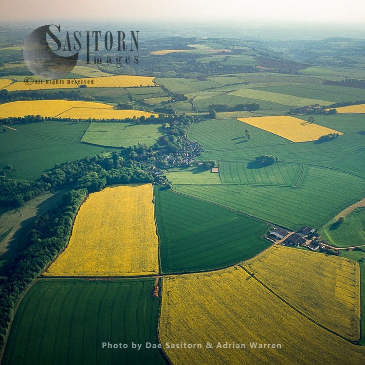 Rapeseed cultivation in Gloucestershire, England