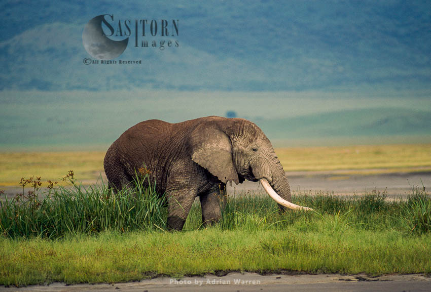 African Elephant (Loxodonta africana), Ngorongoro Crater, Tanzania