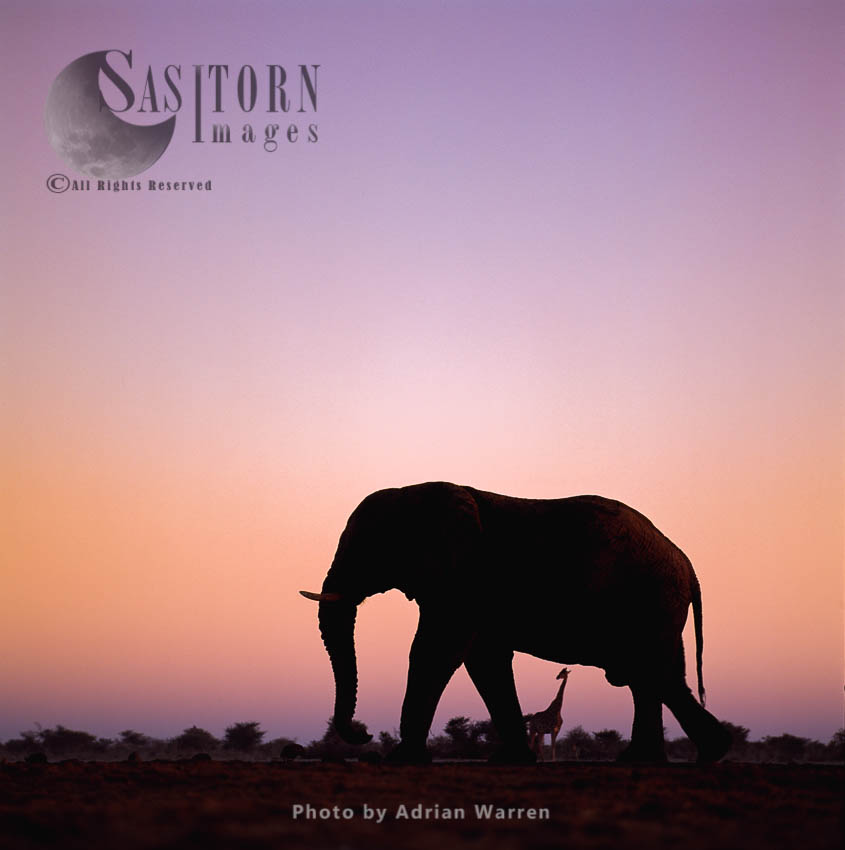 African Elephant (Loxodonta africana), elephant at sunset, Etosha National Park, Namibia