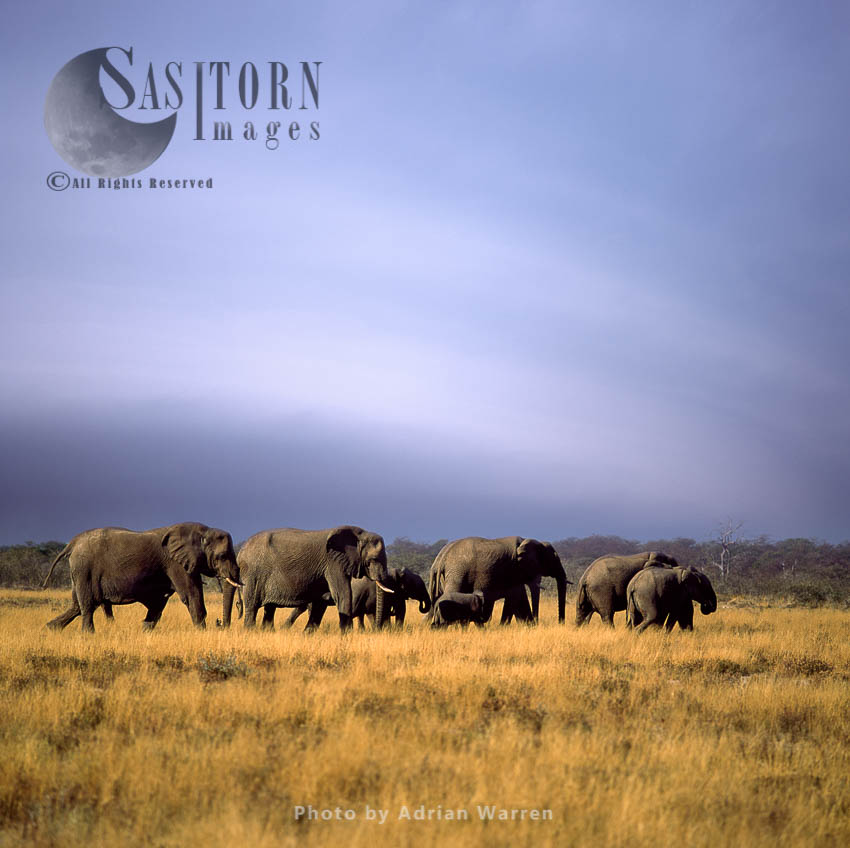 African Elephant (Loxodonta africana), a herd of elephants travelling, Etosha National Park, Namibia