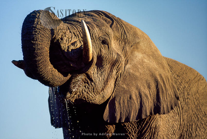 African Elephant (Loxodonta africana), drinking, Etosha National Park, Namibia