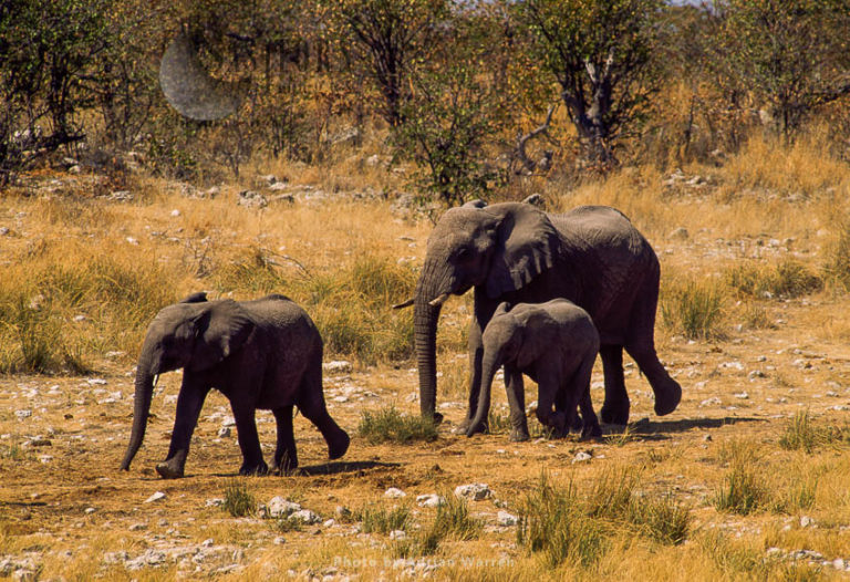 African Elephant (Loxodonta africana), elephant cow and two calves travelling, Etosha National Park, Namibia