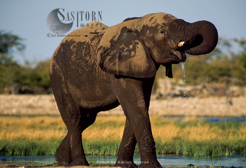African Elephant (Loxodonta africana), drinking, Etosha National Park, Namibia