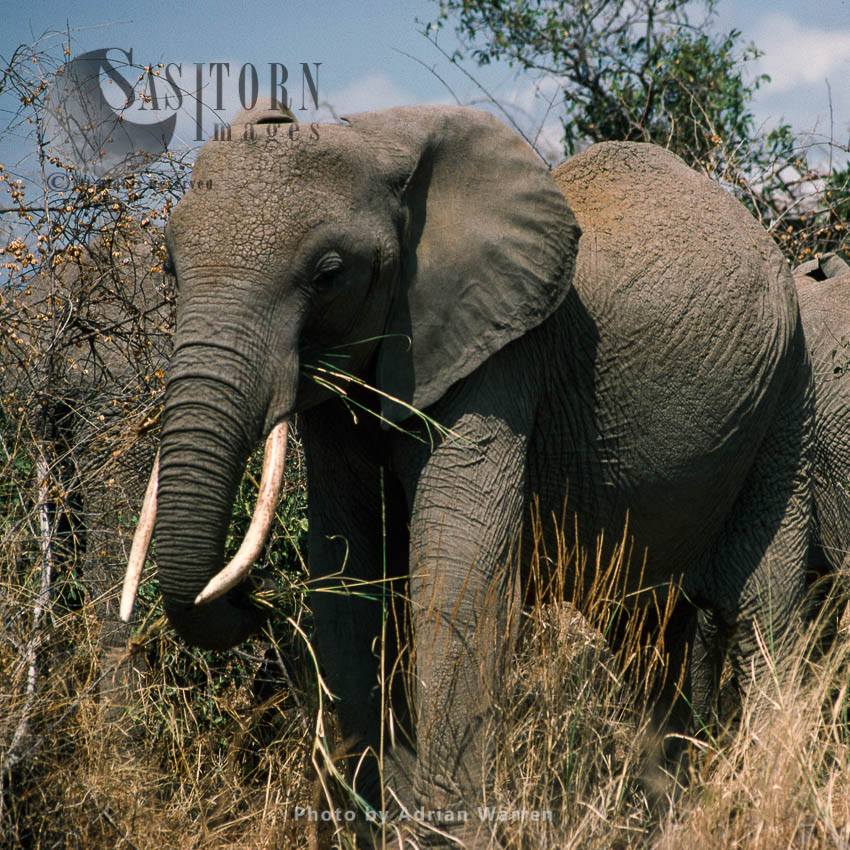 African Elephant (Loxodonta africana), Tsavo West, Kenya