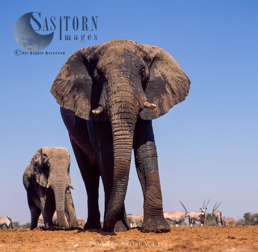 African Elephant (Loxodonta africana), Etosha National Park, Namibia