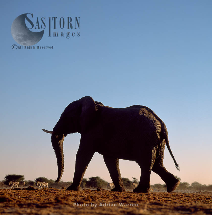 African Elephant (Loxodonta africana), Etosha National Park, Namibia