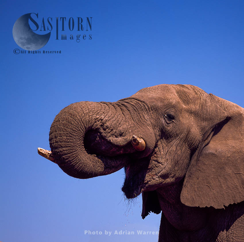 African Elephant (Loxodonta africana), feeding, Etosha National Park, Namibia