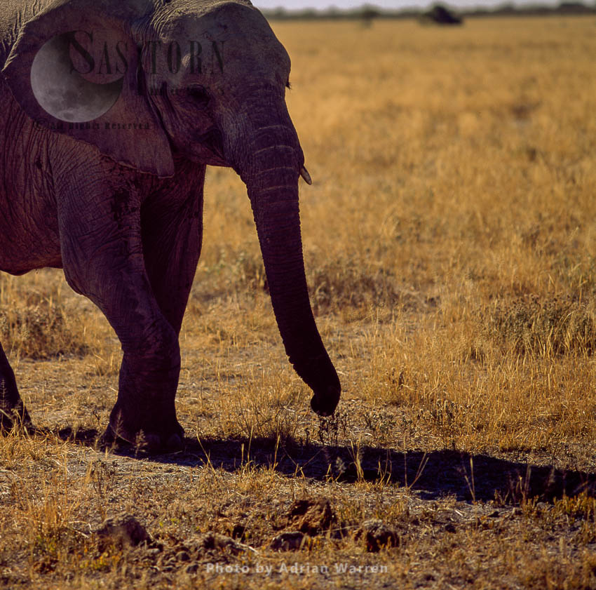 African Elephant (Loxodonta africana), elephant calf, Etosha National Park, Namibia