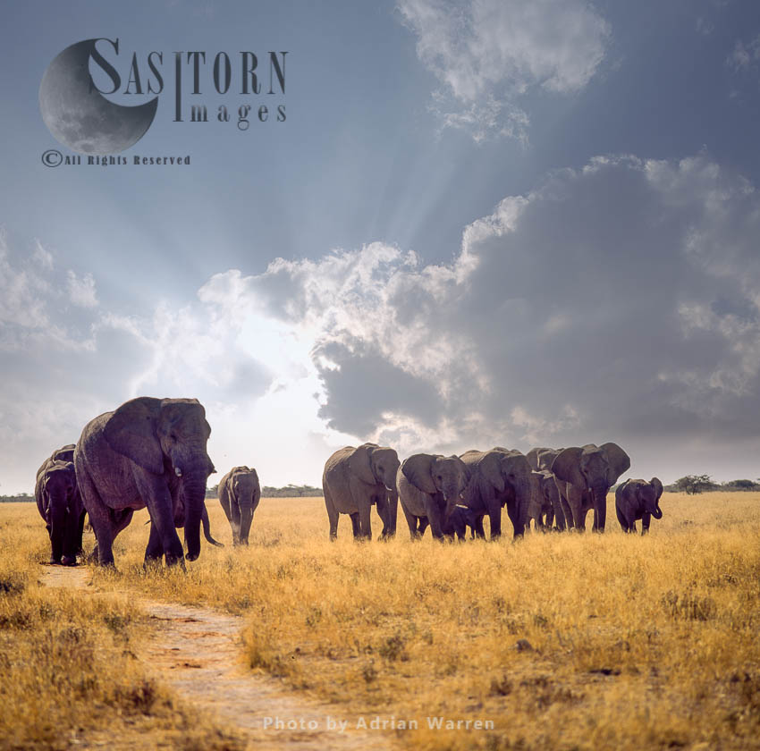 African Elephant (Loxodonta africana), a herd of elephants travelling, Etosha National Park, Namibia