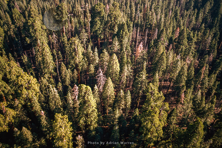 Aerial view of Sequoia Forest, Sequoia National Park, California, USA