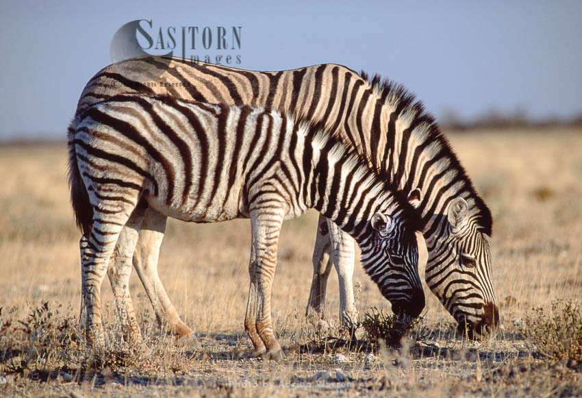 Burchell's Zebra (Equus burchelli), female and foal grazing, Etosha National Park, Namibia