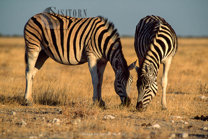 Burchell's Zebra (Equus burchelli),  grazing, Etosha National Park, Namibia