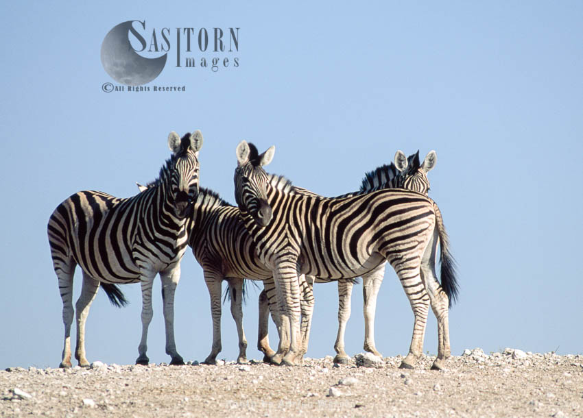 Burchell's Zebra (Equus burchelli), Etosha National Park, Namibia