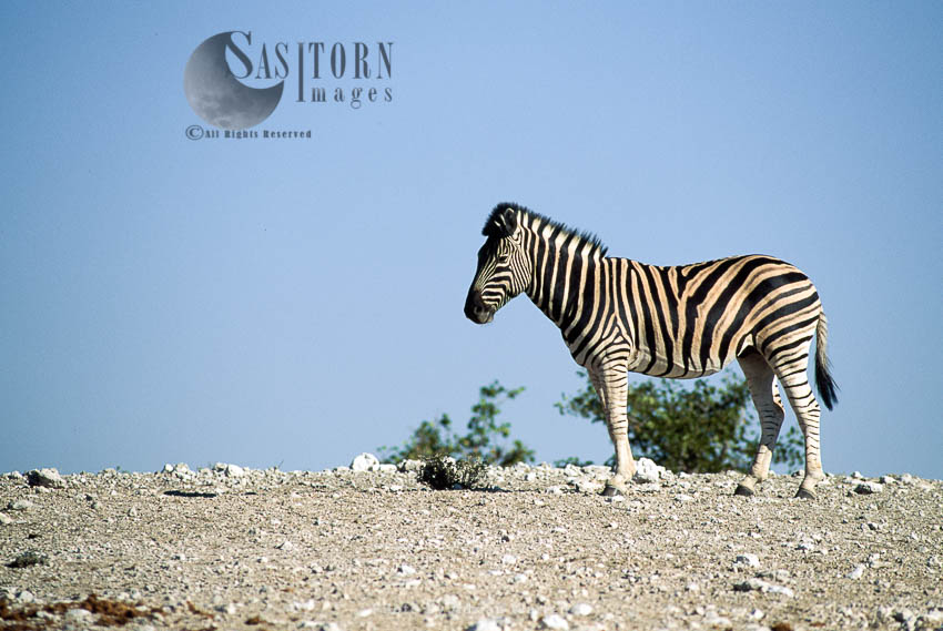 Burchell's Zebra (Equus burchelli), Etosha National Park, Namibia