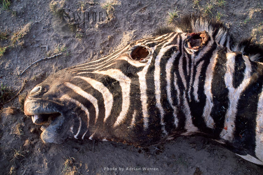 Burchell's Zebra (Equus burchelli), carcass of a zebra, Etosha National Park, Namibia
