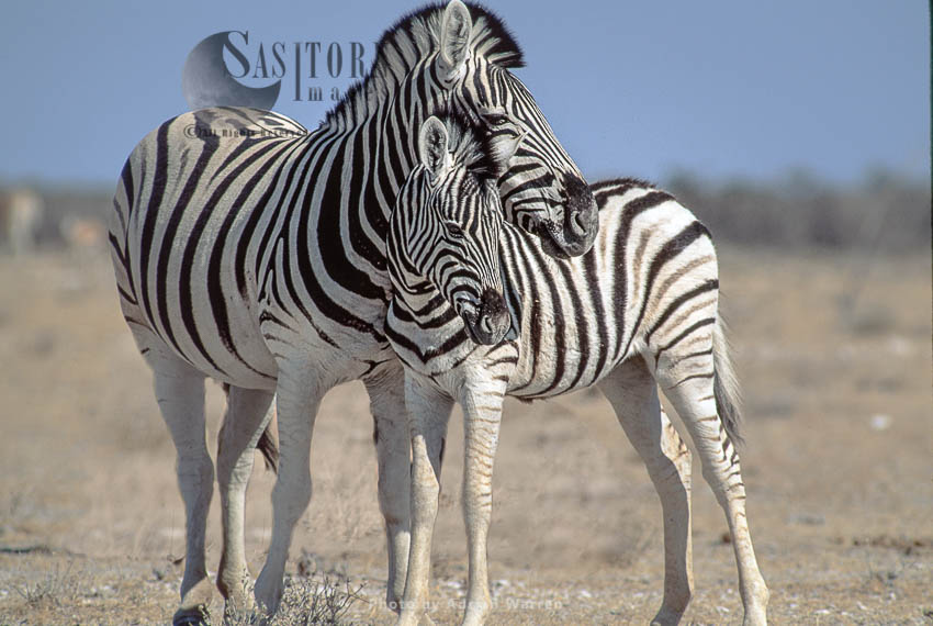 Burchell's Zebra (Equus burchelli), female and foal, Etosha National Park, Namibia